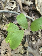 Maianthemum racemosum