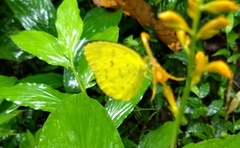 Eurema