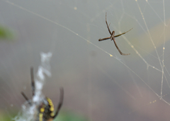 Argiope aurantia
