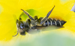 Megachile mendica
