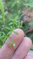 Galium tinctorium
