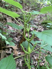 Boehmeria cylindrica