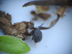 Bruchinae