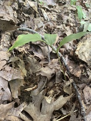 Maianthemum racemosum