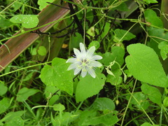 Passiflora foetida