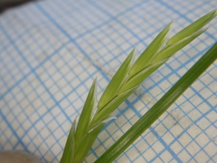 Glyceria notata