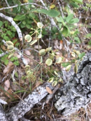 Lomatium howellii