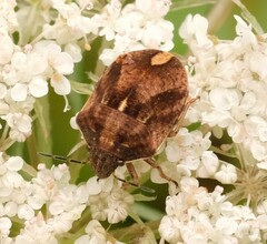 Homaemus aeneifrons