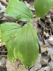 Maianthemum racemosum
