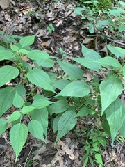 Boehmeria cylindrica