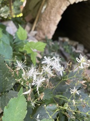 Clematis virginiana