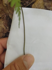 Phegopteris