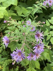 Canadanthus modestus