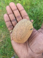 Vateria indica