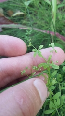 Galium tinctorium