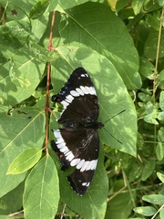 Limenitis arthemis arthemis