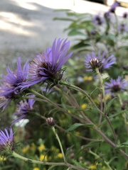Canadanthus modestus