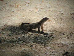 Leiocephalus carinatus