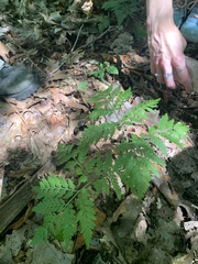 Botrypus virginianus