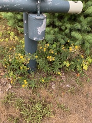 Coreopsis lanceolata