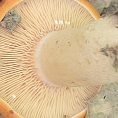 Lactarius peckii