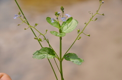 Veronica beccabunga