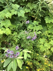 Canadanthus modestus