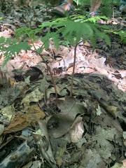 Botrypus virginianus