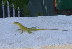 Anolis carolinensis