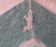 Hemidactylus flaviviridis