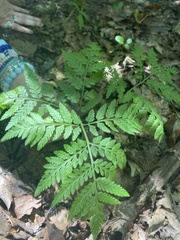 Botrypus virginianus