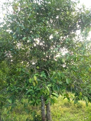 Vateria indica