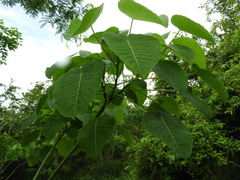 Hura polyandra