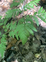 Botrypus virginianus