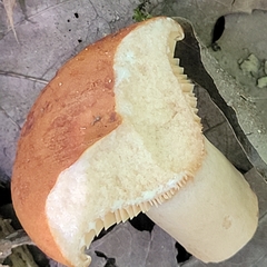 Lactarius peckii