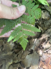 Botrypus virginianus