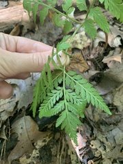 Botrypus virginianus