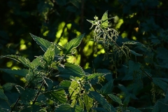 Urtica dioica