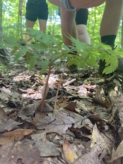 Botrypus virginianus