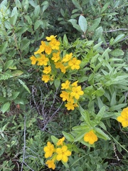 Lithospermum canescens