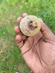 Vateria indica