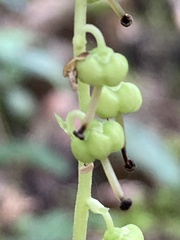 Orthilia secunda