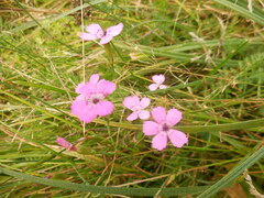 Dianthus deltoides