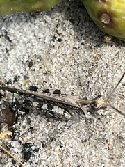 Psinidia fenestralis