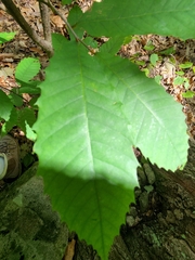 Castanea