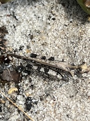 Psinidia fenestralis