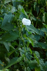Calystegia