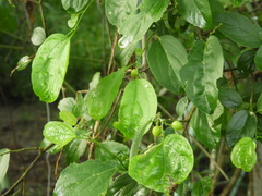 Celtis iguanaea