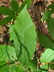 Castanea