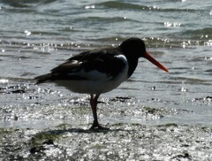 Haematopus ostralegus